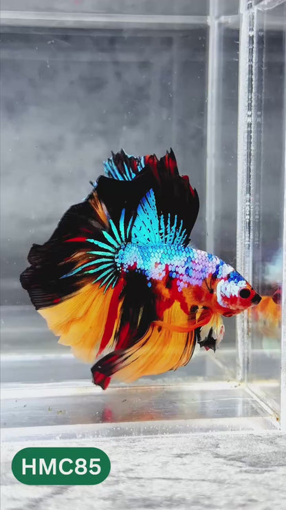 Nemo Halfmoon Male Betta Fish | Order Directly From Farm | You Pick Fish