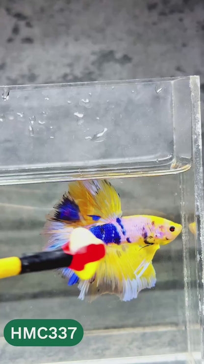 Multicolor Halfmoon Male Betta Fish | High Grade | Order Directly From Farm |  You Pick Fish |