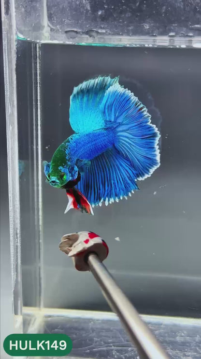 Black Hulk Halfmoon Male Betta Fish | You Pick Fish