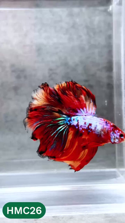 Multicolor Halfmoon Male Betta Fish | High Grade | Order Directly From Farm |  You Pick Fish |
