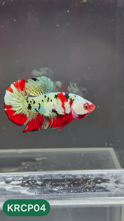 Koi Red Copper Plakat Male Betta Fish | You Pick Fish
