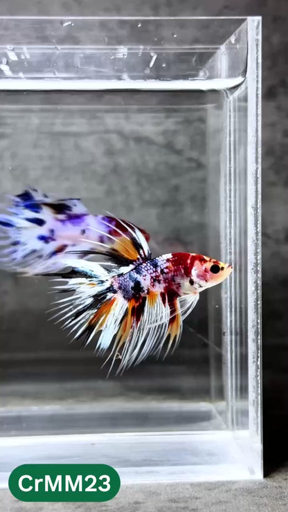 Crowntail Multicolor Male Betta Fish | High Grade | You Pick Fish |