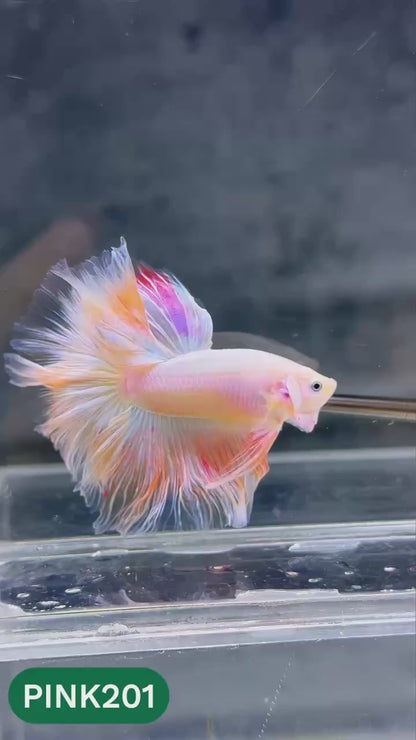 Pink Halfmoon Male Betta Fish | You Pick Fish | Order Directly From Farm