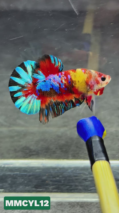 Multicolor Yellow Base Plakat Male Betta Fish | Order Directly From Farm|  You Pick Fish