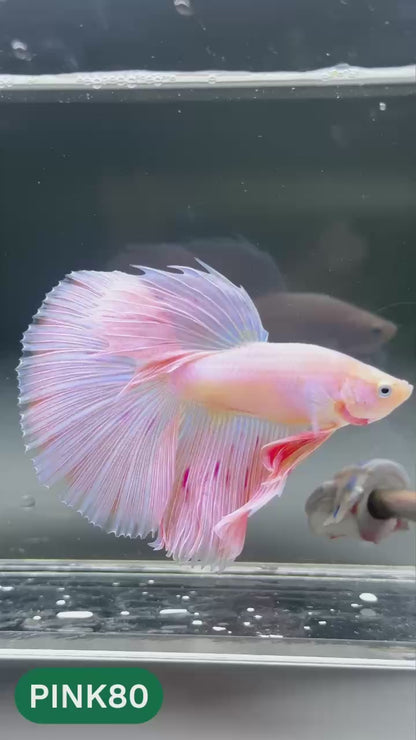 Pink Halfmoon Male Betta Fish | You Pick Fish | Order Directly From Farm
