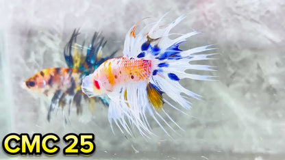 Crowntail Multicolor Male Betta Fish | High Grade | You Pick Fish |