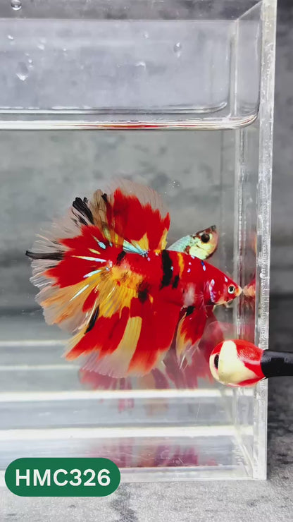 Multicolor Halfmoon Male Betta Fish | High Grade | Order Directly From Farm |  You Pick Fish |