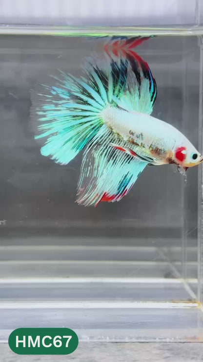 Multicolor Halfmoon Male Betta Fish | Order Directly From Farm | You Pick Fish