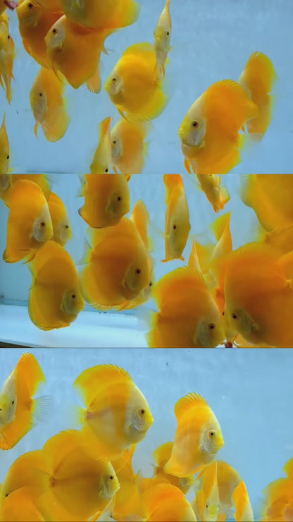 Yellow Melon Discus Fish