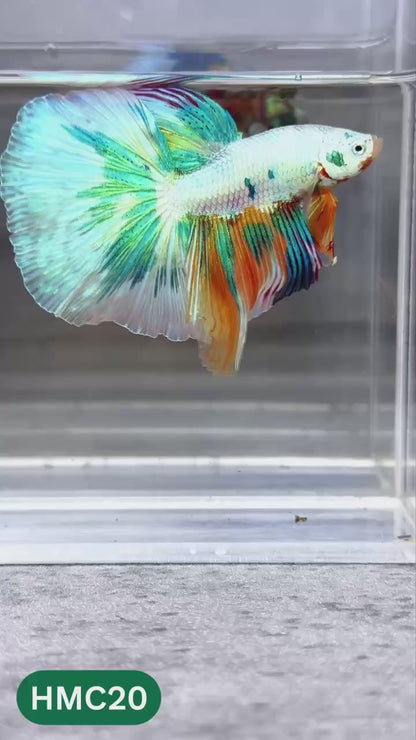 Multicolor Halfmoon Male Betta Fish | High Grade | Order Directly From Farm |  You Pick Fish |