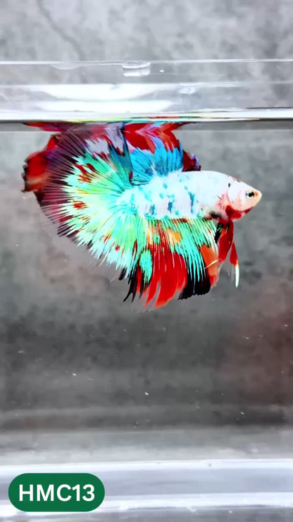 Multicolor Halfmoon Male Betta Fish | High Grade | Order Directly From Farm |  You Pick Fish |