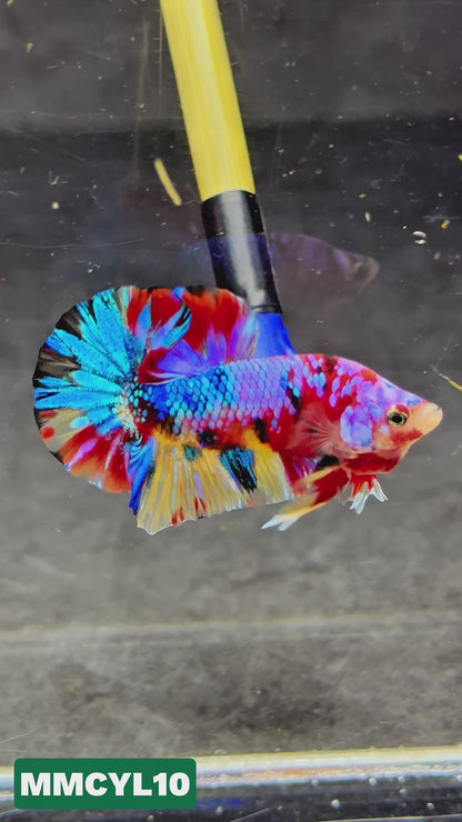 Multicolor Yellow Base Plakat Male Betta Fish | Order Directly From Farm|  You Pick Fish