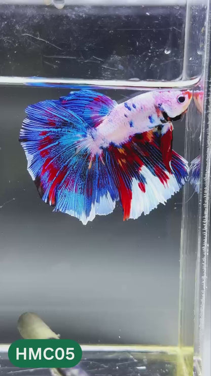 Multicolor Halfmoon Male Betta Fish | High Grade | Order Directly From Farm |  You Pick Fish |