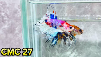 Crowntail Multicolor Male Betta Fish | High Grade | You Pick Fish |