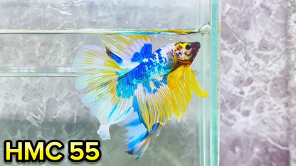 Multicolor Halfmoon Male Betta Fish | High Grade | Order Directly From Farm|  You Pick Fish |