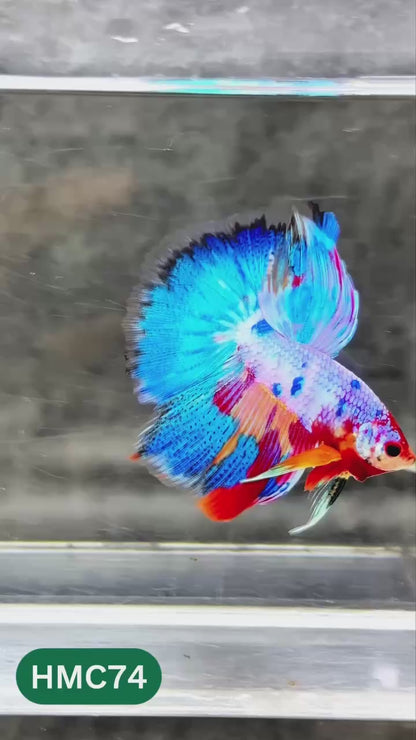Multicolor Halfmoon Male Betta Fish | High Grade | Order Directly From Farm |  You Pick Fish |