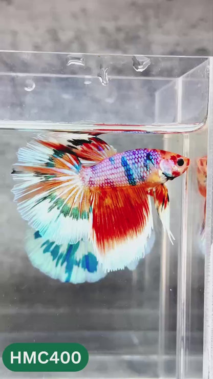 Multicolor Halfmoon Male Betta Fish | Order Directly From Farm | You Pick Fish