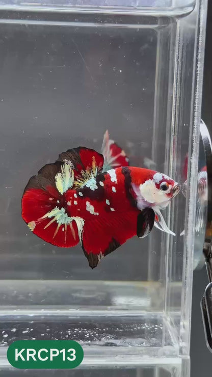 Koi Red Copper Plakat Male Betta Fish | You Pick Fish