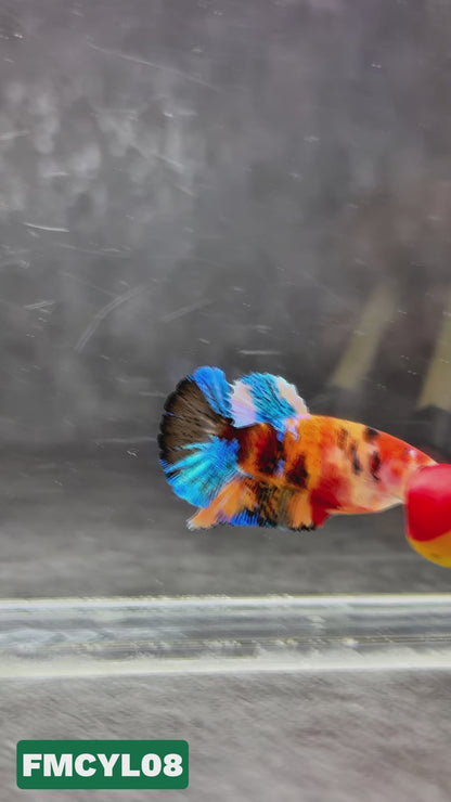 Multicolor Yellow Base Female Betta Fish | You Pick Fish  | High Grade