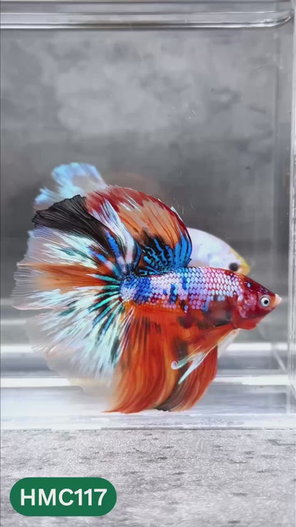 Multicolor Halfmoon Male Betta Fish | High Grade | Order Directly From Farm |  You Pick Fish |