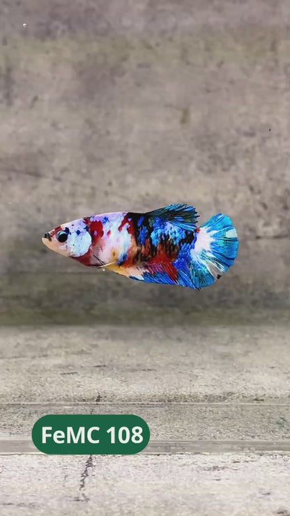 Multicolor Female Betta Fish | You Pick Fish | High Grade