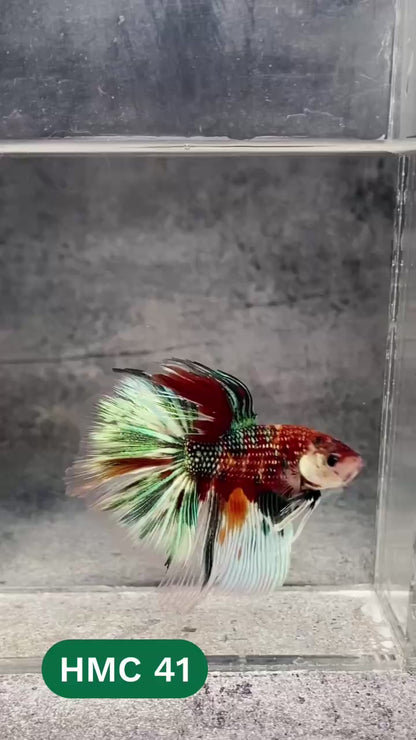 Multicolor Halfmoon Male Betta Fish | High Grade | Order Directly From Farm |  You Pick Fish |