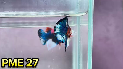 Metallic Plakat Betta Fish | You Pick Betta | Show Grade