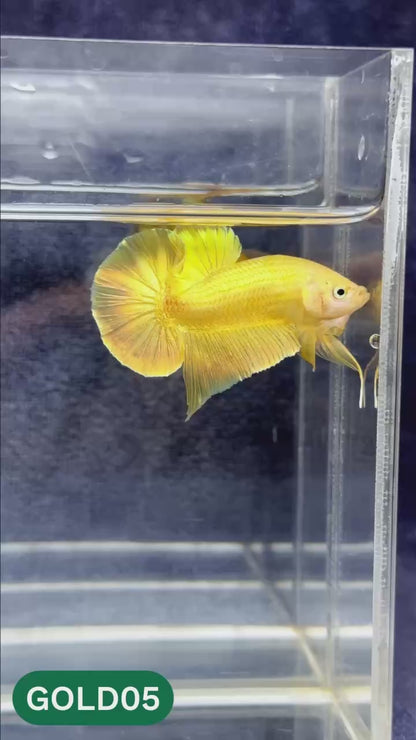 Super Gold Plakat Male Betta Fish | You Pick Fish | Show Grade