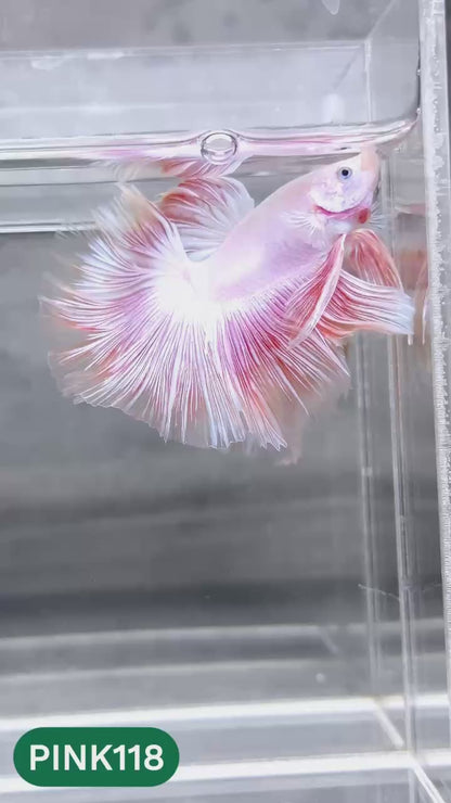 Pink Halfmoon Male Betta Fish | You Pick Fish | Order Directly From Farm