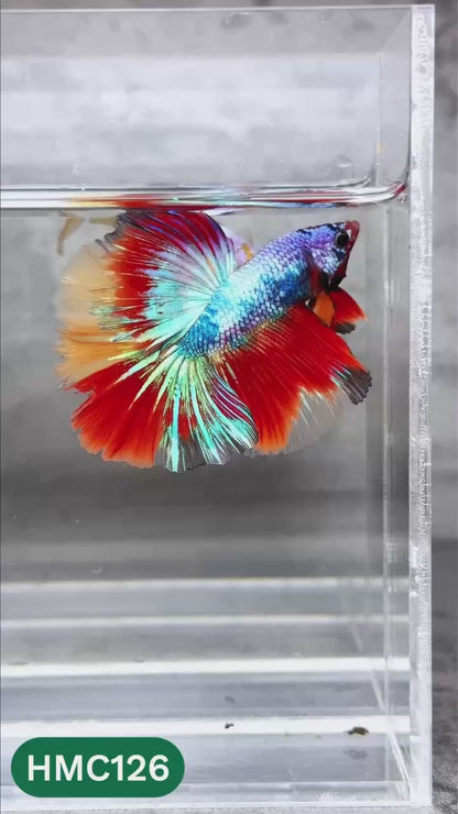 Multicolor Halfmoon Male Betta Fish | High Grade | Order Directly From Farm |  You Pick Fish |