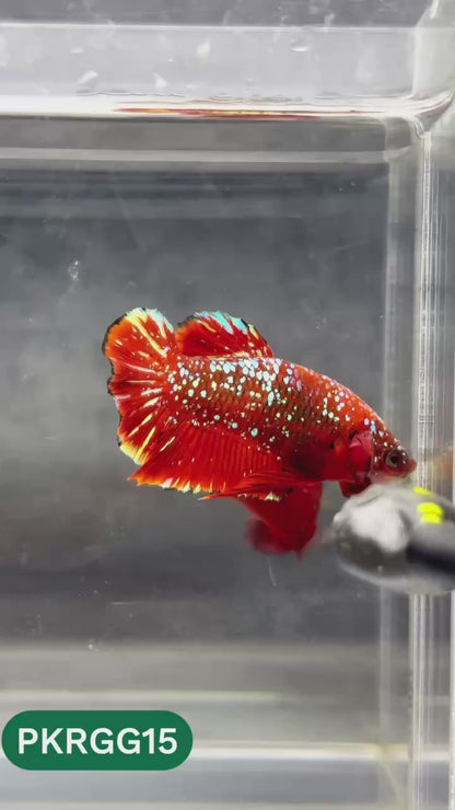 Golden Star Dust Galaxy Plakat Male Betta Fish | Super Rare | You Pick Fish