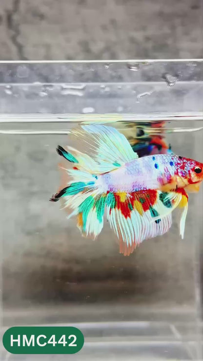Multicolor Halfmoon Male Betta Fish | Order Directly From Farm | You Pick Fish