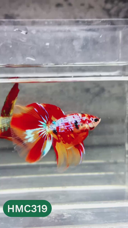 Multicolor Halfmoon Male Betta Fish | High Grade | Order Directly From Farm |  You Pick Fish |