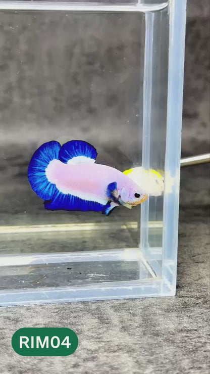 Marble Rim Plakat Male Betta Fish | You Pick Betta