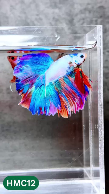 Multicolor Halfmoon Male Betta Fish | High Grade | Order Directly From Farm |  You Pick Fish |