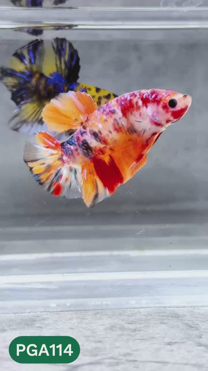 King Giant Plakat Male Betta Fish | You Pick Fish | High Grade