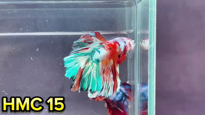 Multicolor Halfmoon Male Betta Fish | High Grade | Order Directly From Farm|  You Pick Fish |