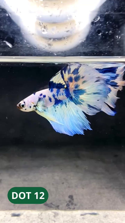 Blue Marble Dot Halfmoon Male Betta Fish | Order Directly From Farm | You Pick Fish