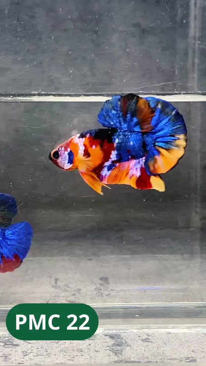 Multicolor Plakat Male Betta Fish |Show Grade|  You Pick Fish