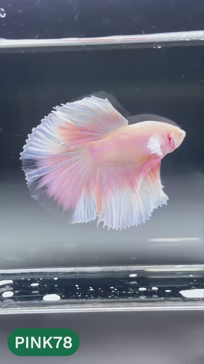 Pink Halfmoon Male Betta Fish | You Pick Fish | Order Directly From Farm