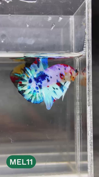 Metallic Plakat Betta Fish | You Pick Betta | Show Grade