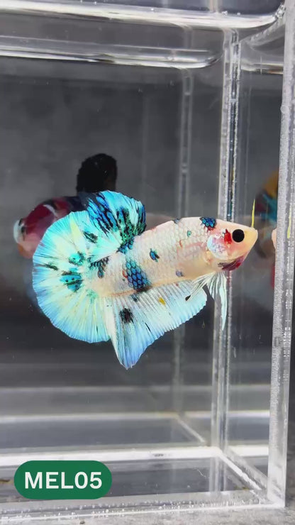 Metallic Plakat Betta Fish | You Pick Betta | Show Grade