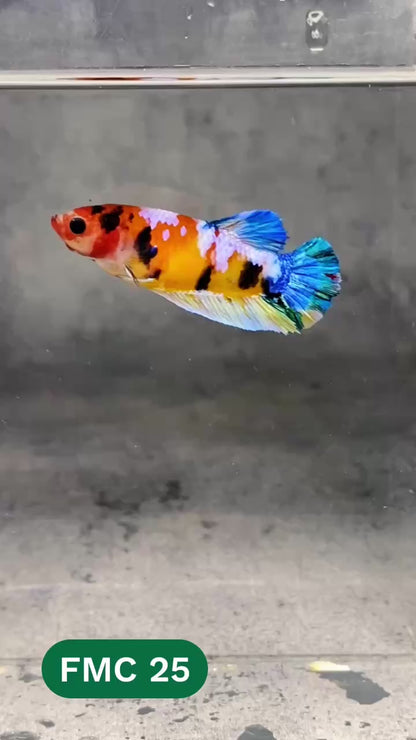 Multicolor Female Betta Fish | You Pick Fish | High Grade