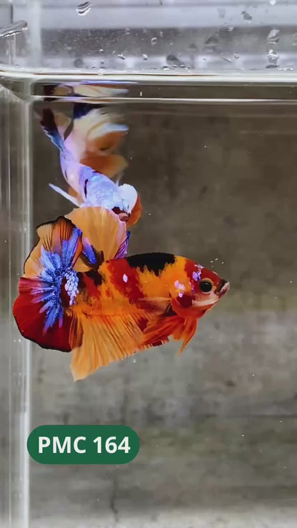 Multicolor Plakat Male Betta Fish |Show Grade|  You Pick Fish