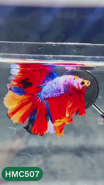 Nemo Halfmoon Male Betta Fish | Order Directly From Farm | You Pick Fish