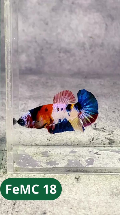 Multicolor Female Betta Fish | You Pick Fish | High Grade