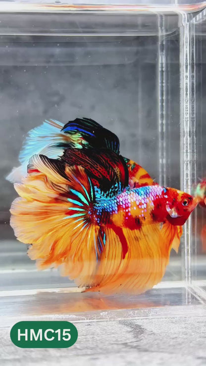 Nemo Halfmoon Male Betta Fish | Order Directly From Farm | You Pick Fish