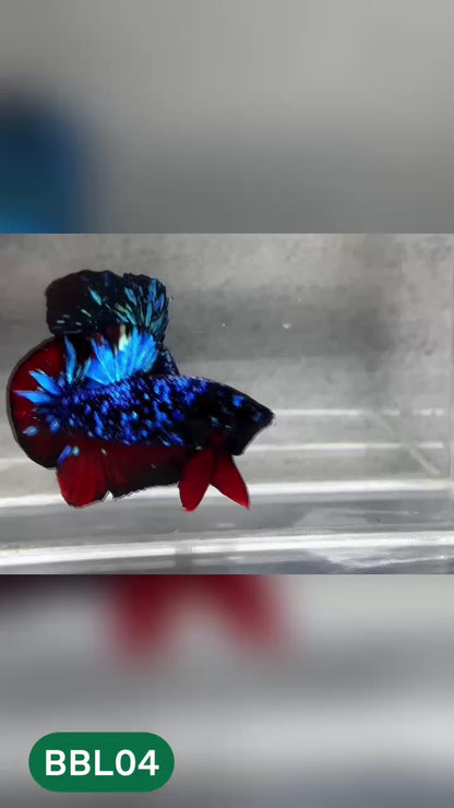 Black Star Nebula Plakat Betta | You Pick Betta | High Grade