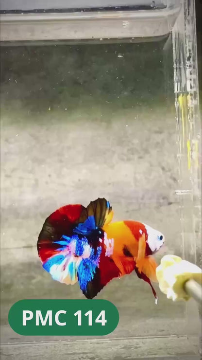 Multicolor Plakat Male Betta Fish |Show Grade|  You Pick Fish