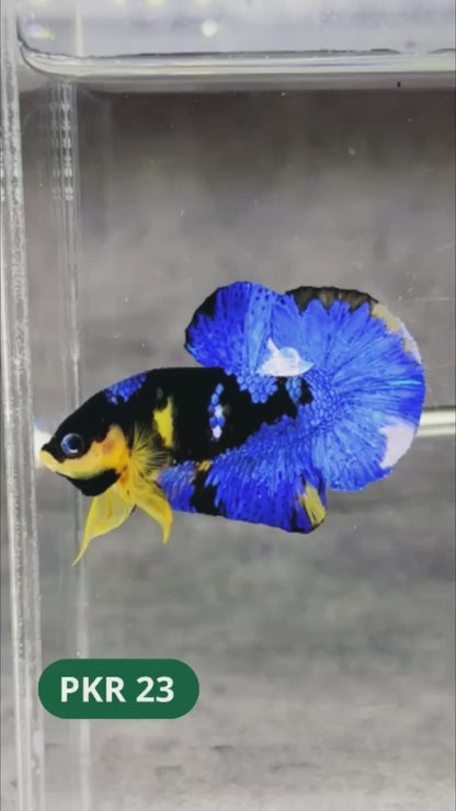 Multicolor Yellow Base Plakat Male Betta Fish | Order Directly From Farm |  You Pick Fish